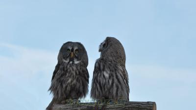 Chouette lapone - 2014