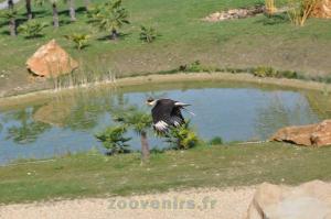 Caracara
