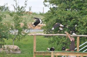 Caracara