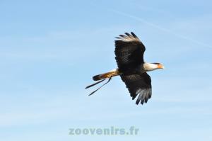Caracara