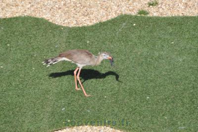 Cariama huppé - 2014