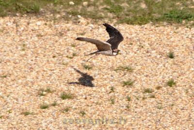 Faucon lanier - 2014