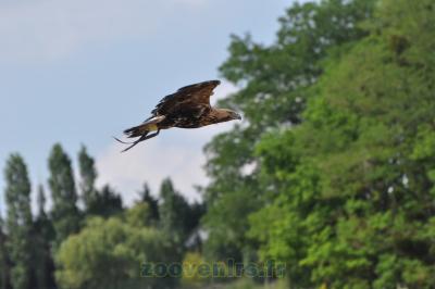 Aigle impérial - 2014