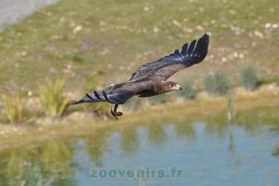 Aigle impérial - 2014