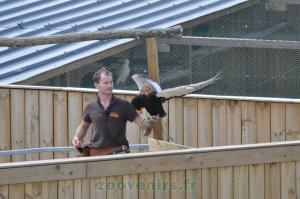 Aigle bateleur