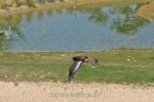Aigle bateleur