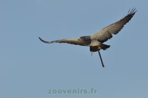 Aigle bleu du Chili 