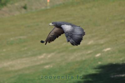Aigle bleu du Chili - 2014