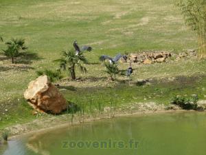 Marabout 