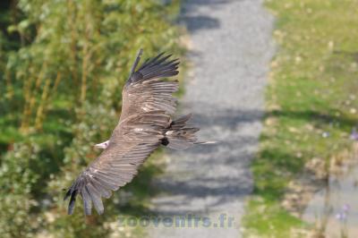 Urubu à tête rouge - 2014