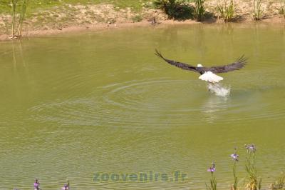 Pygargue à tête blanche - 2014