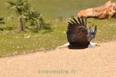Pygargue à tête blanche - 2014