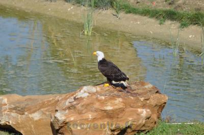 Pygargue à tête blanche - 2014
