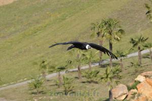 Condor