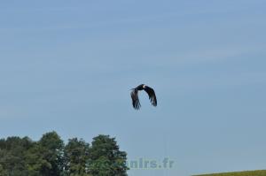 Condor