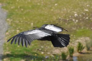 Condor 