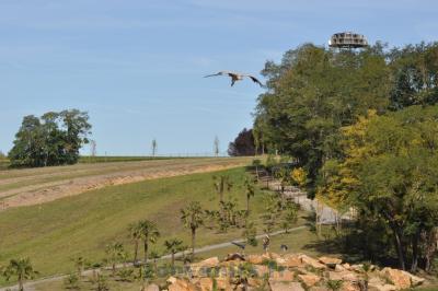 Vautour fauve - 2014