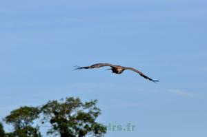 Vautour fauve