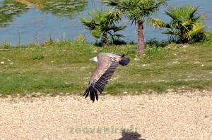 Vautour fauve