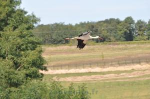 Cigogne