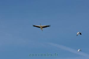 Cigogne
