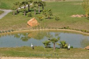Cigogne