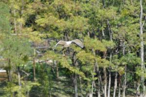 Ibis sacré