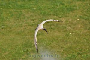 Ibis sacré