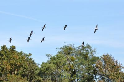 Grue demoiselle de Numidie - 2014