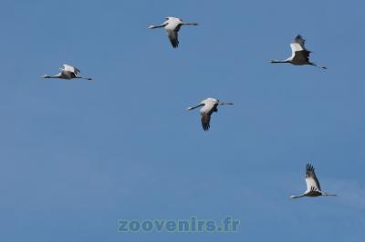 Grue demoiselle de Numidie - 2014
