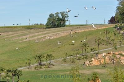Présentation des oiseaux en vol - 2014
