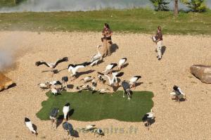 2 Présentation des oiseaux en vol