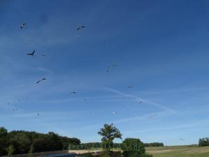 2 Présentation des oiseaux en vol