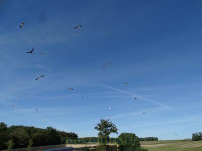 Présentation des oiseaux en vol - 2014