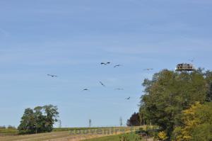 2 Présentation des oiseaux en vol