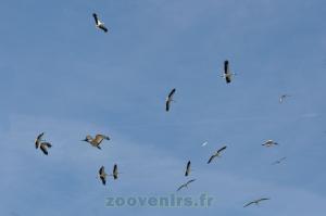 2 Présentation des oiseaux en vol