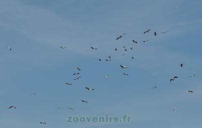 Présentation des oiseaux en vol - 2014