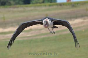 2 La présentation des oiseaux en vol