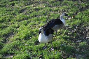 Canard à bosse