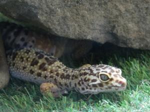 Gecko léopard