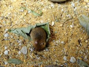 Rat des moissons
