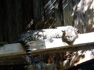 Chat de Geoffroy