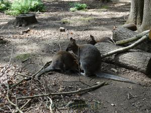 Wallaby de Bennett