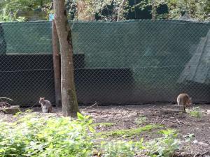 Wallaby de Dama
