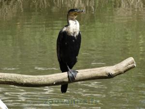 Cormoran à poitrine blanche