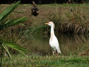 Aigrette blanche