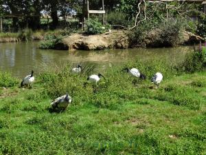 Ibis sacré