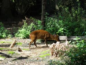 Muntjac de Reeve