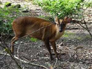 Muntjac de Reeve