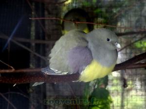 Colombar waalia 
